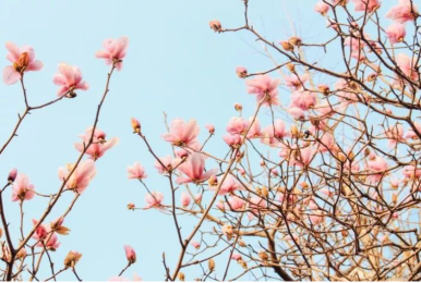 待到山花烂漫时,你我平安再相会